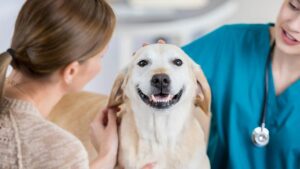 How To Pick the Best Pet Insurance